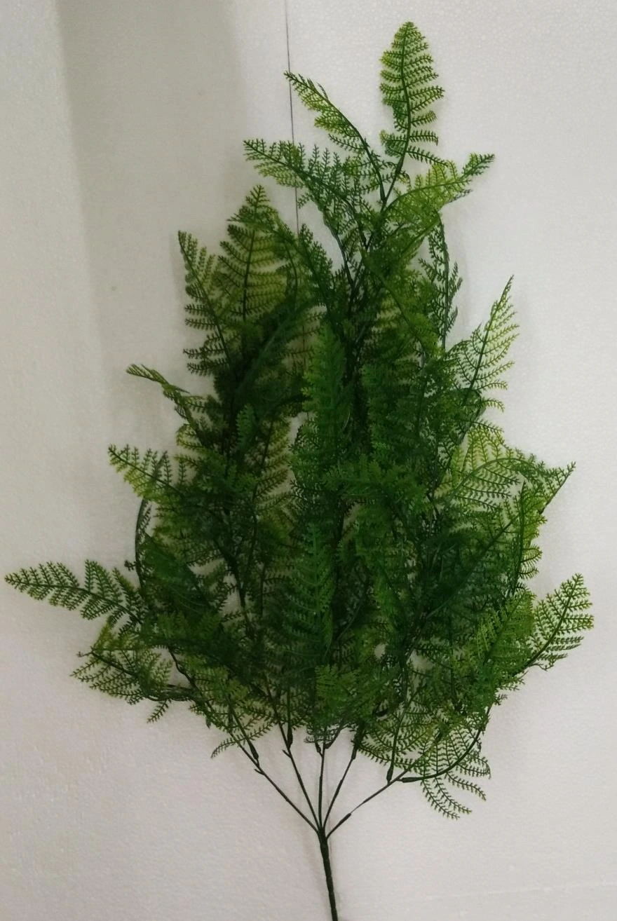 Kolkatta Leaves x1 creeper